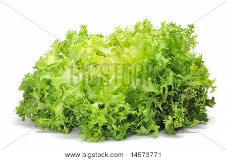 Escarole 꽃 상 추