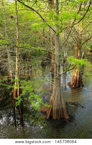 Bald Cypress Trees Growing In A Swampy Area In Florida