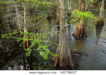 Bald Cypress Trees Growing In A Swampy Area In Florida