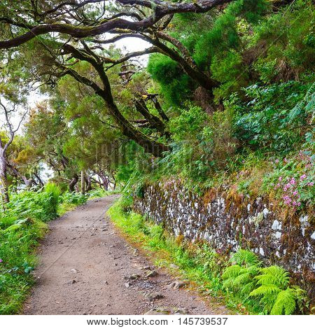 Laurel Forest And Irrigation Canal. Lewada Das 25 Fontes And Lewada Do Risco , Madeira Island, Portu