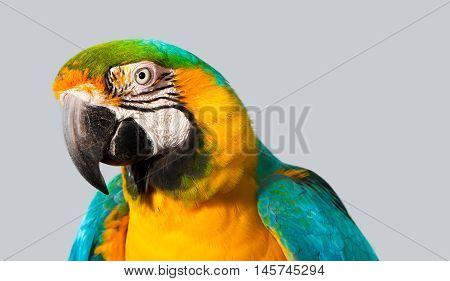 A curious macaw with blue and yellow feathers peeks attentively.