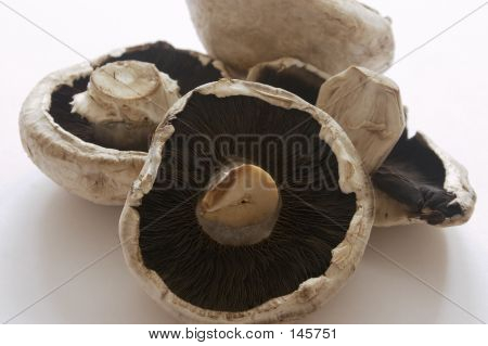 Funghi