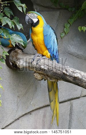 macaw parrot perched on a branch looks curious