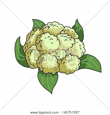 Cauliflower.Isolated object.Vegetable from the garden.Organic food.Vector illustration.