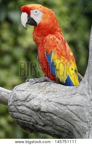 macaw parrot perched on a branch looks curious
