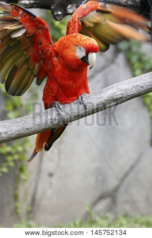 macaw parrot perched on a branch opens its wings