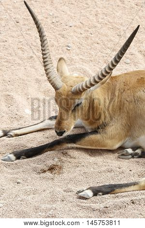 long horns of a male african antelope