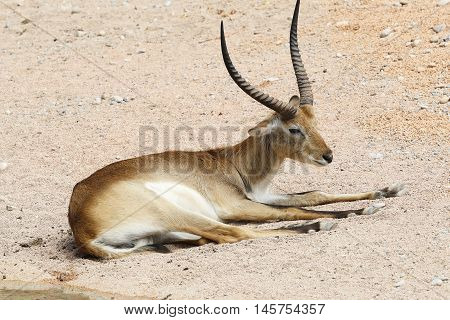 antelope male with long horns on the lake shore