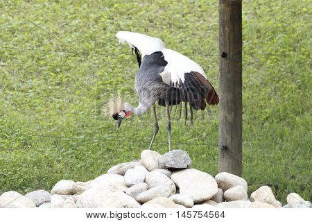 A beautiful crowned cranes over the rocks
