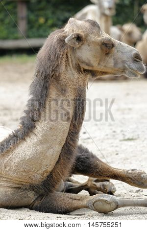 A camel rests lying on the ground
