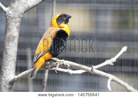 A colorful exotic bird is perched on a tree branch