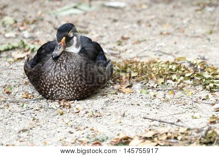 A goose rests squatting on the ground