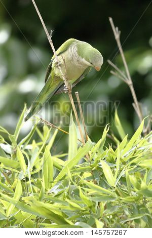 A monk parakeet clinging to a twig