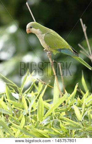 A monk parakeet clinging to a twig