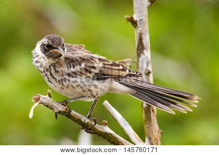 Galapagos Mockingbird On Genovesa Island, Galapagos National Park, Ecuador