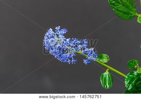Flowers vary from different shades of blue to close to white. It is popular with birds butterflies and other pollinators