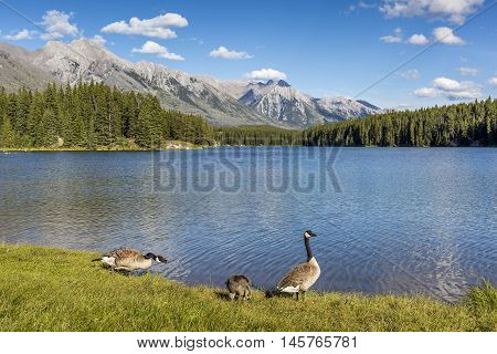 Canada Goose gosling (Branta canadensis) nibbles on some grass as its parents stand guard - Banff National Park Alberta Canada Family