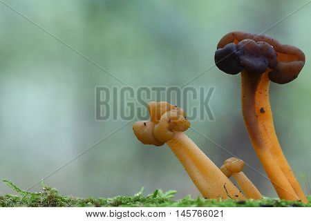 Leotia lubrica group fungi mushroom forest yellow brown