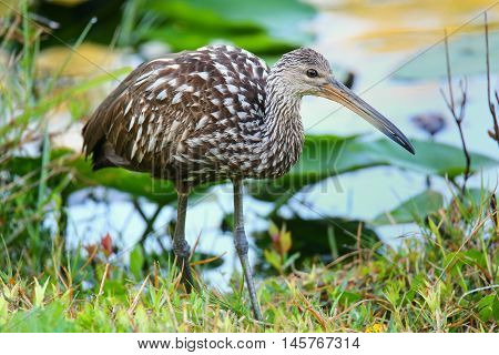 Limpkin (aramus Guarauna)