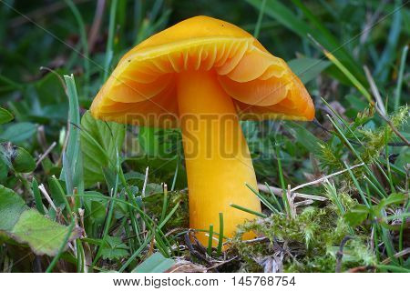 hygrocybe quieta, fungi. mushroom, yellow, magic, grass, moss