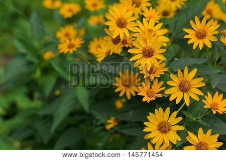 Green and yellow flowerbed of Heliopsis helianthoides yellow flowers
