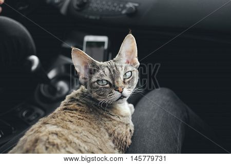 Cat is traveling in a car. Adorable devon rex cat is sitting on a lap and enjoying the road