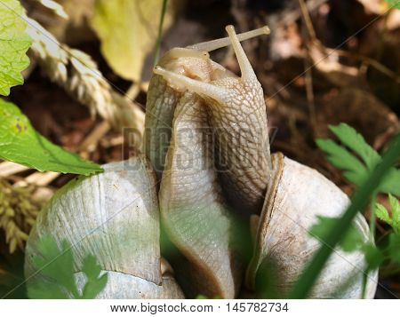 Edible Snail (helix Pomatia) In Courtship
