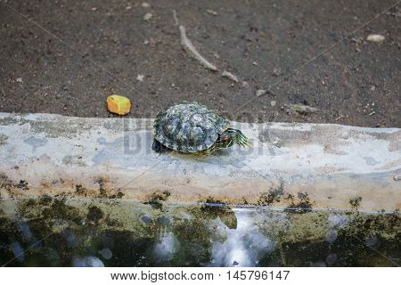 Turtle lying on the edge of the pool is small.