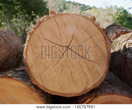 Stacked rough cut logs from a Pennsylvania farm