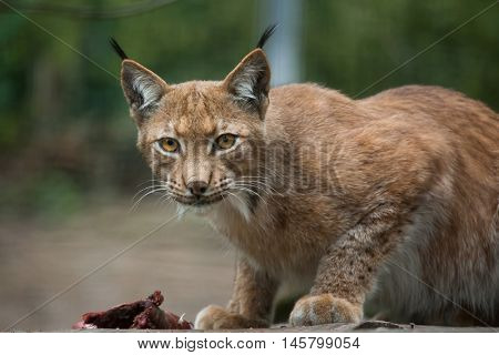 Northern lynx (Lynx lynx lynx). Wildlife animal. 