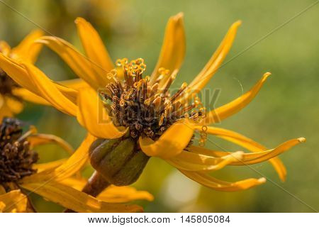the leopardplant flower on a sunny morning