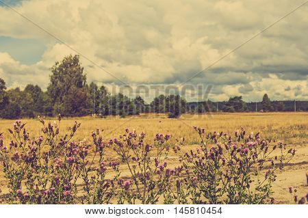 Photo of thistle in rural scene of grassland and forest in autumn, landscape, Poland