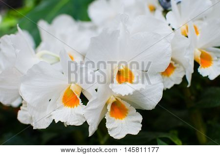 Close up of white yellow oncidium orchids