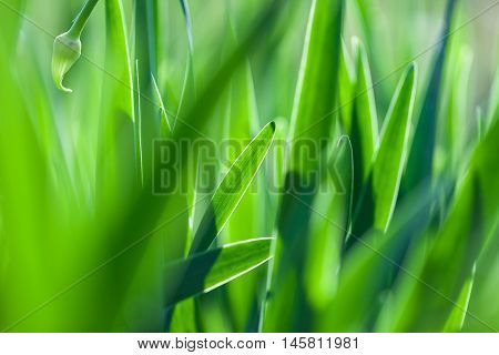 The green grass soft focus macro photo. Shallow DOF.