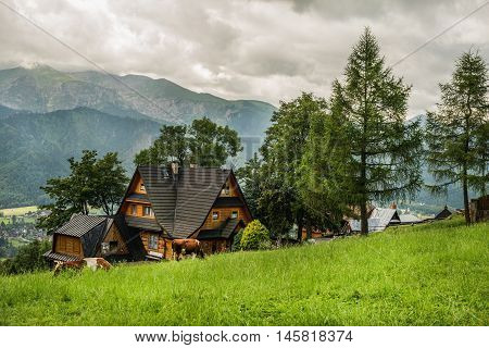 Village cottage and cows on green grass field, Tatry mountains at vackground, Zakopane, Poland