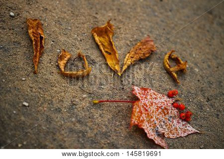 Word love laid out by autumn leaves on the pavement