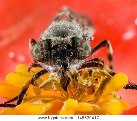 Insect horsefly with color eyes on red flower extreme macro photography