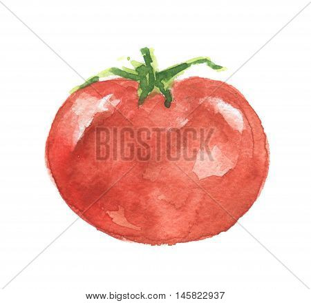 Isolated watercolor tomato. Fresh and healthy vegetable with vitamins. Farm vegetables.