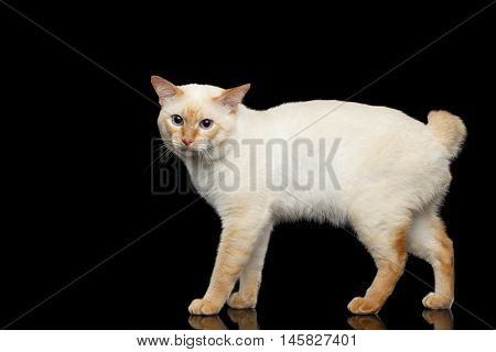 Adorable Breed Mekong Bobtail Cat, Standing and clumsily Looks, Isolated Black Background, Color-point Fur, Side view