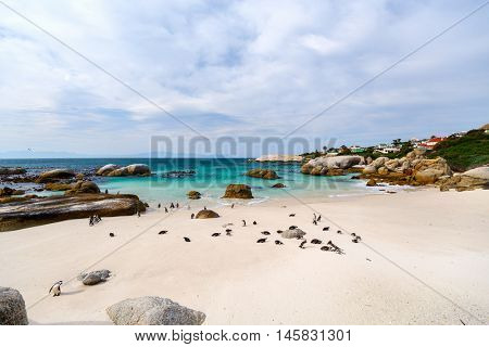 African penguins colony at Boulders beach near Cape Town in South Africa