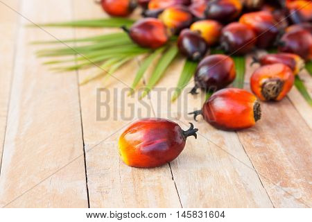 Commercial Palm Oil Cultivation. Since Palm Oil Contains More Saturated Fats Than Oils Made From Can