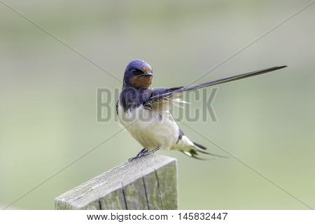 Swallow apparently giving directions! Plain background allows for copy space.