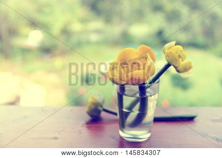 bouquet of yellow water lily. Spatter dock