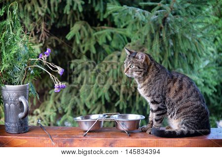 The cat is sitting near its bowl and waits for food