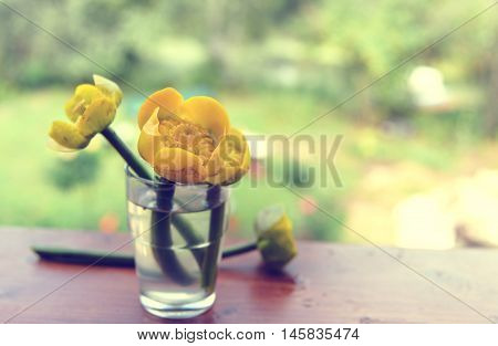bouquet of yellow water lily. Spatter dock