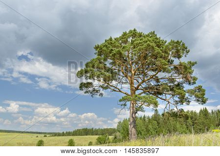 solitary pine tree stands alone against blue sky with forest in the background