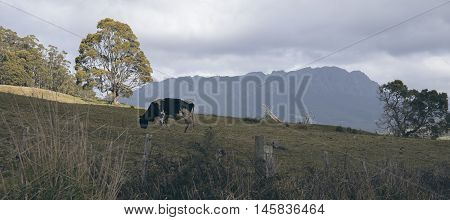 Holstein Fresian Cow