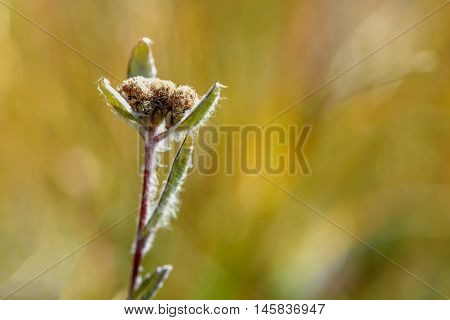Beautiful floral background with delicate flower edelweiss on a blurred background of green grass in the mountains