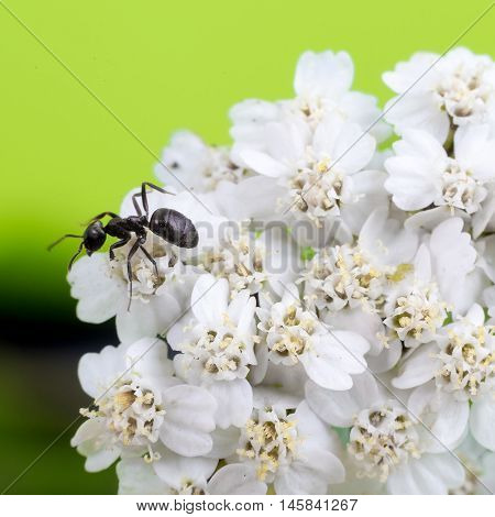 ant on a blade of grass on a white flowers close-up black ant