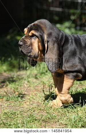 Nice Bloodhound Puppy